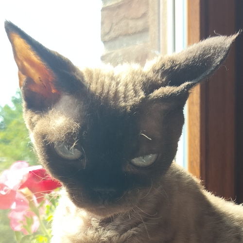 Foto van de poes