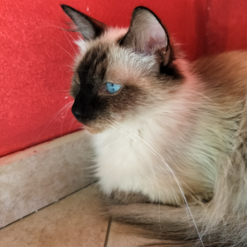Foto van de poes