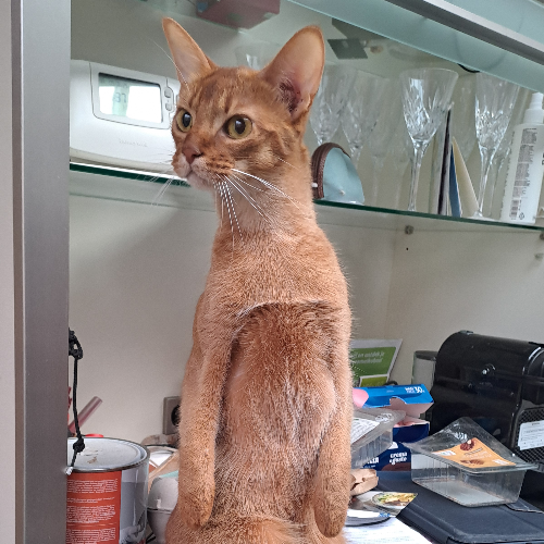 Foto van de poes