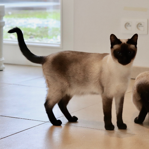 Foto van de poes