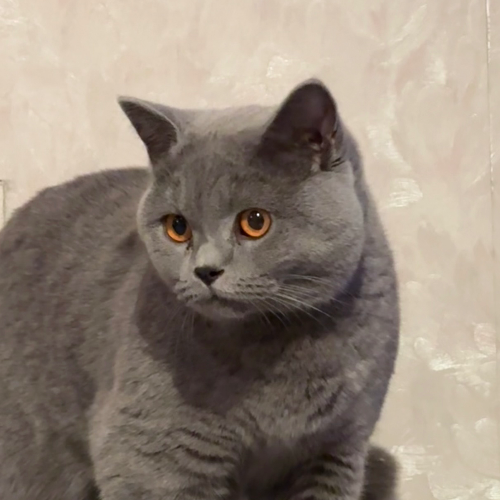 Foto van de poes