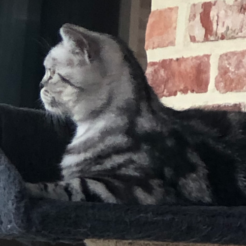 Foto van de poes