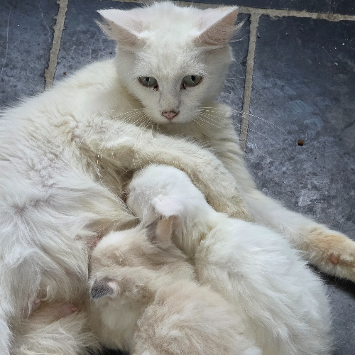Foto van de poes