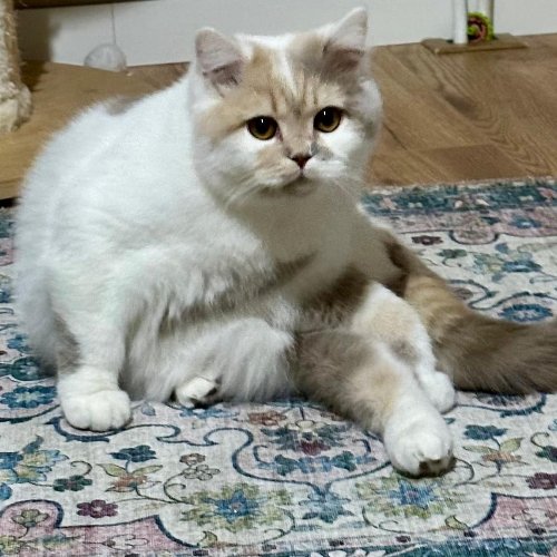 Foto van de poes