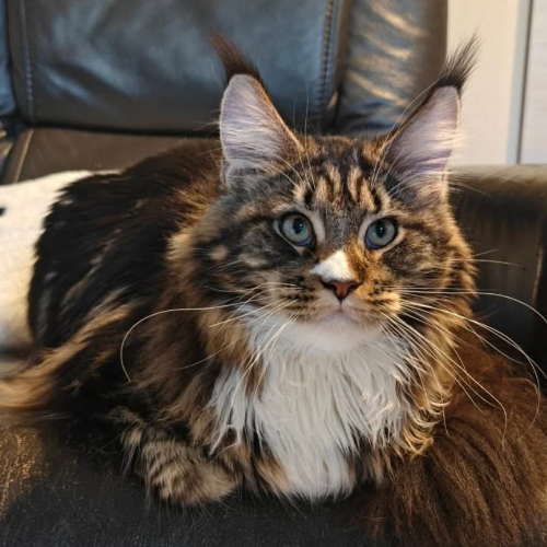 Foto van de poes