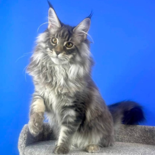 Foto van de poes