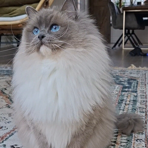 Foto van de poes