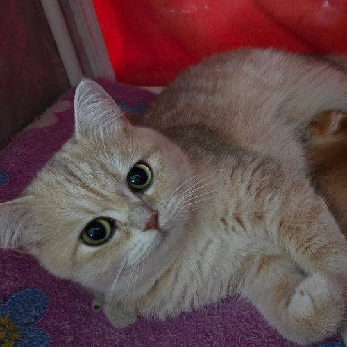 Foto van de poes