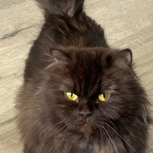 Foto van de poes