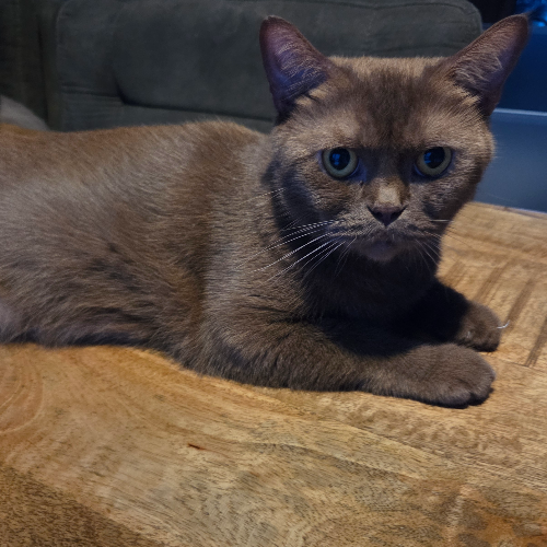 Foto van de poes