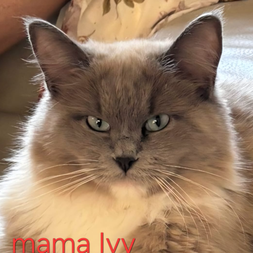 Foto van de poes