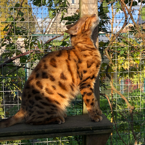 Foto van de kat