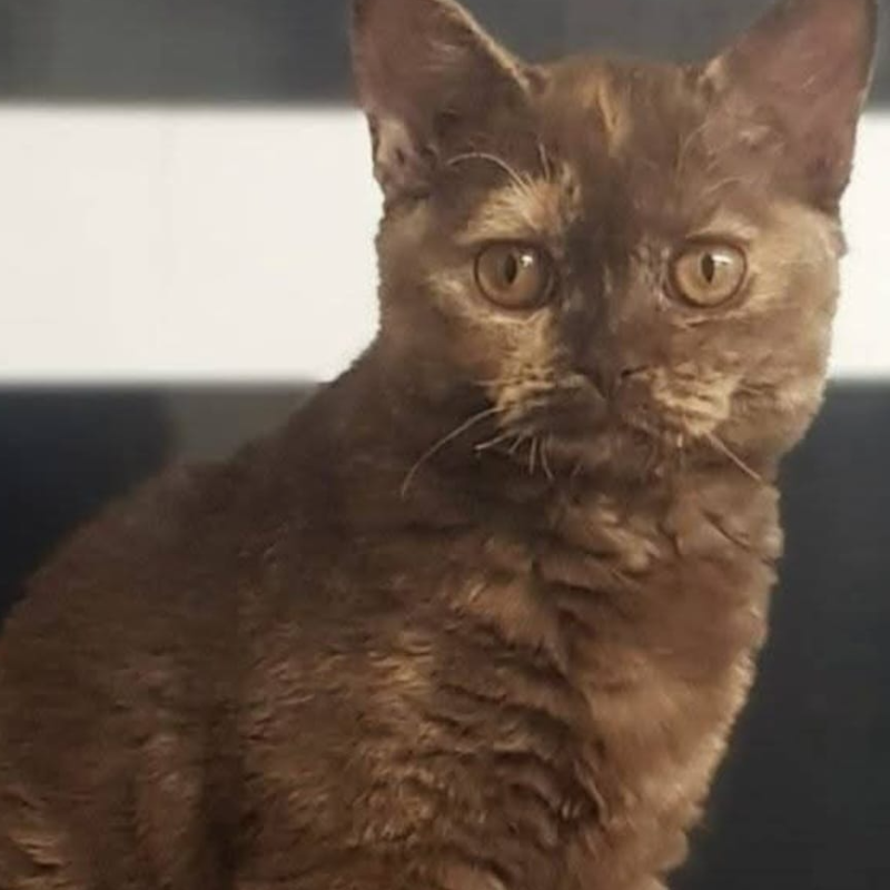 Foto van de kat