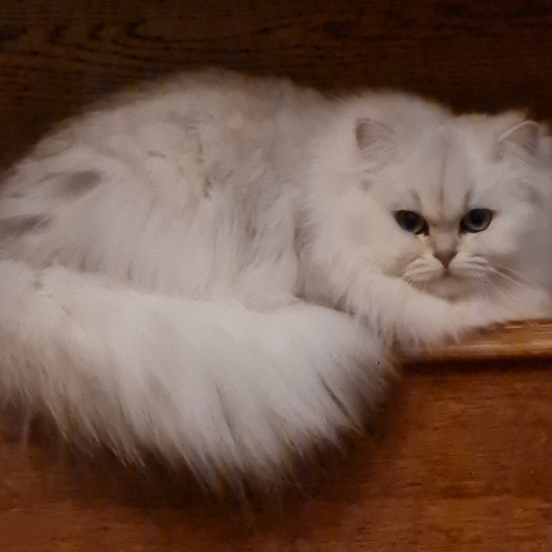 Foto van de kat