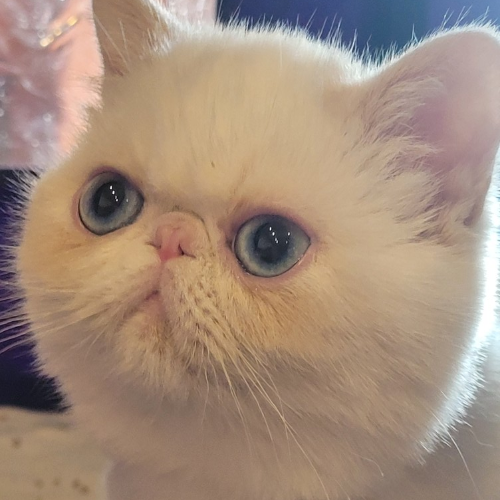 Foto van de kat