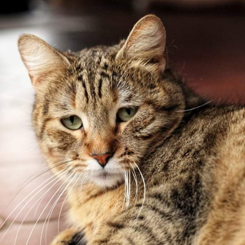 Foto van de kat