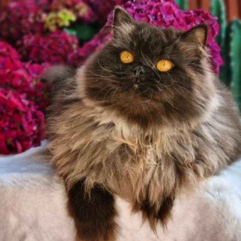Foto van de kat