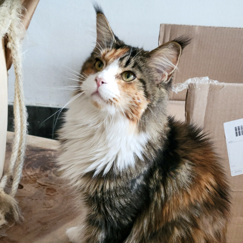 Foto van de kat
