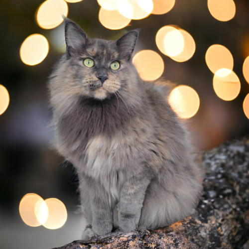 Foto van de kat