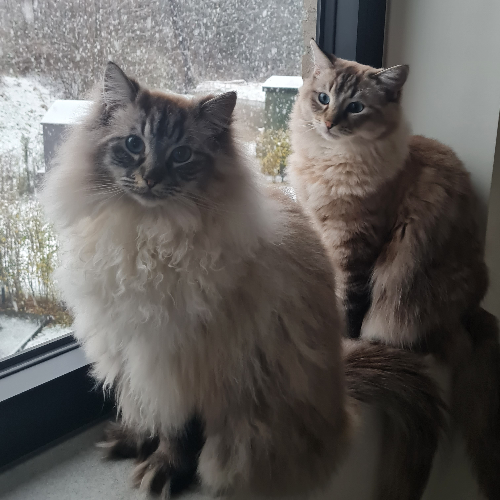 Foto van de kat