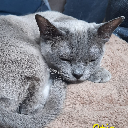 Foto van de kat
