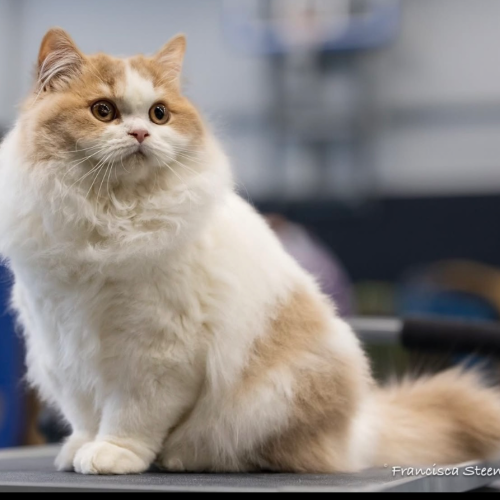 Foto van de kat