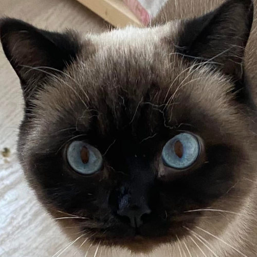 Foto van de kat