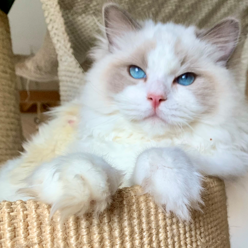 Foto van de kat