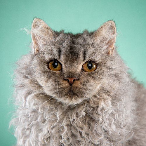 Foto van de kat