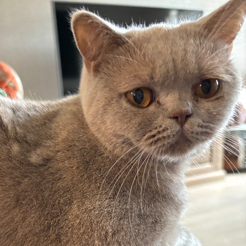 Foto van de kat