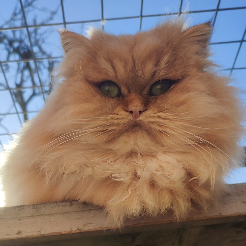 Foto van de kat