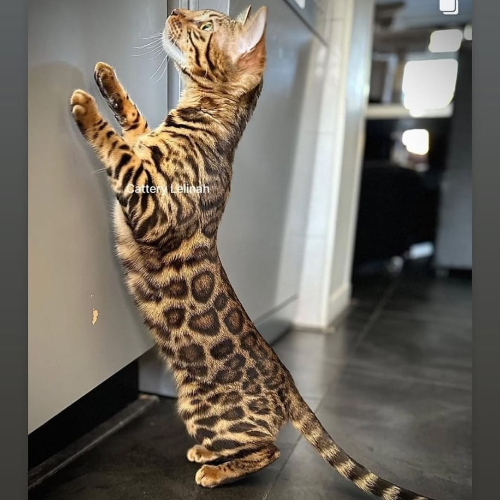 Foto van de kat