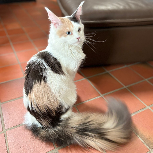Foto van de kat