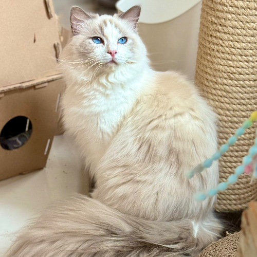 Foto van de kat