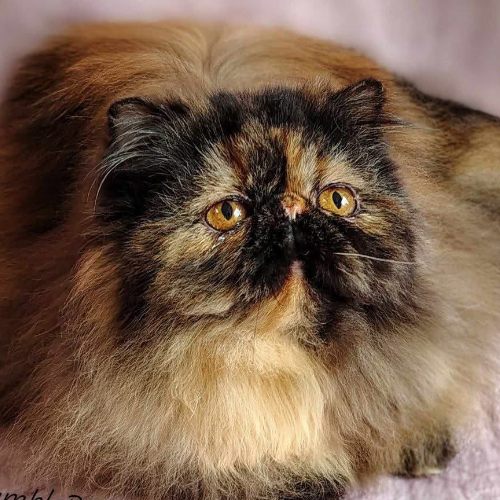 Foto van de kat