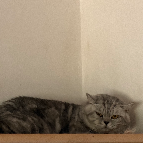 Foto van de kat