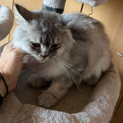 Foto van de kat