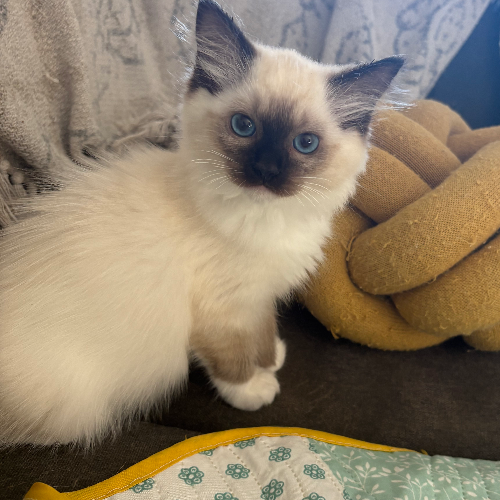 Foto van de poes