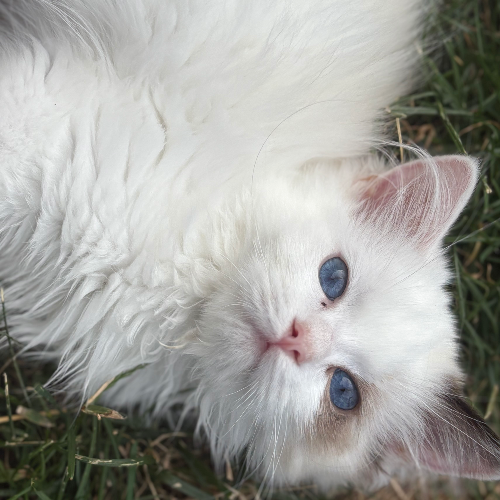 Foto van de poes