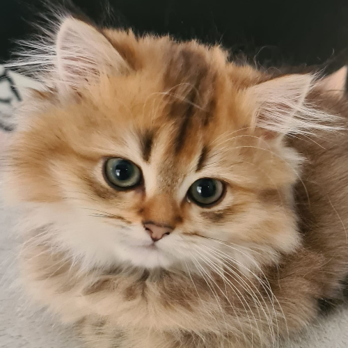 Foto van de poes