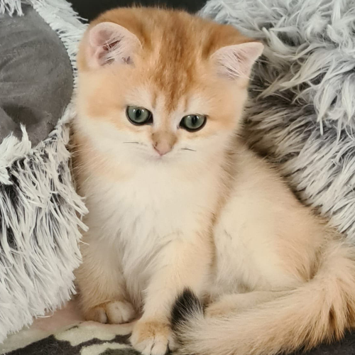 Foto van de poes