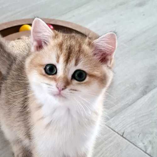 Foto van de poes