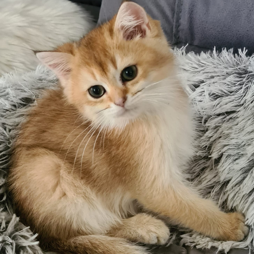 Foto van de poes
