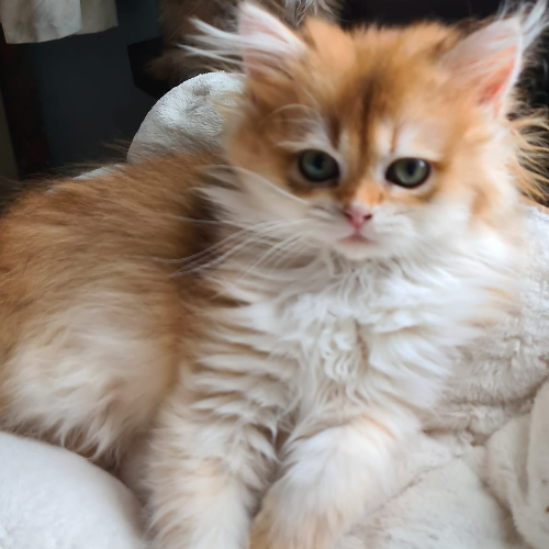 Foto van de poes