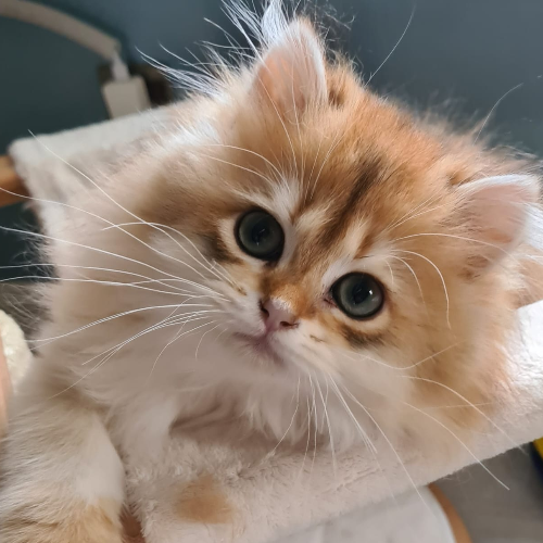 Foto van de poes