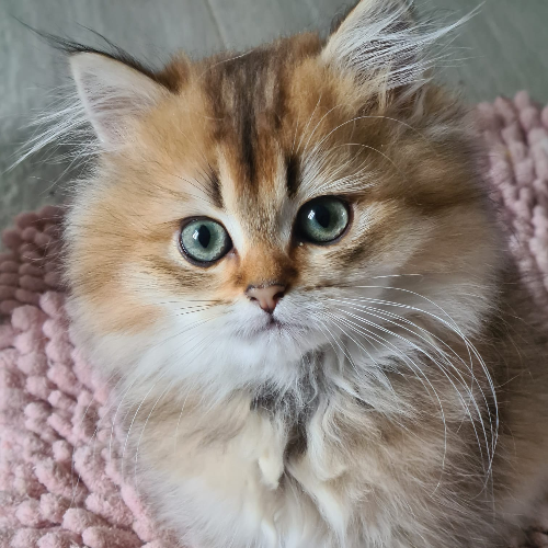 Foto van de poes