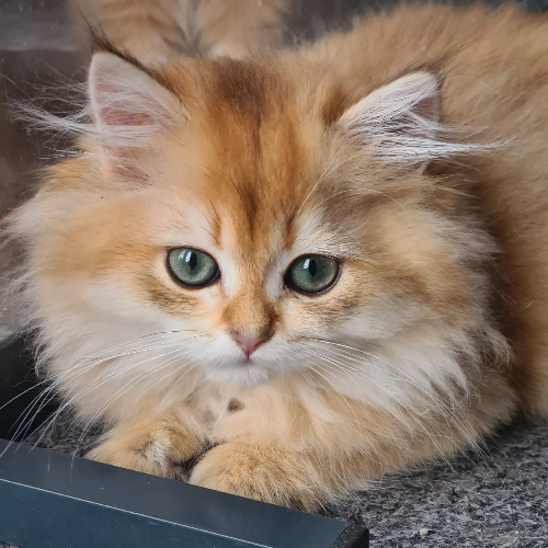 Foto van de poes