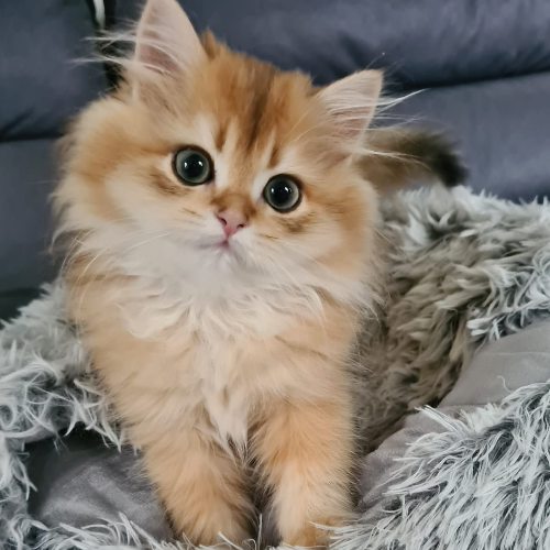 Foto van de poes