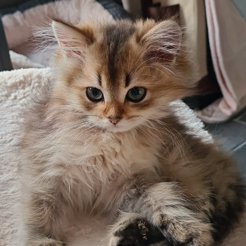 Foto van de poes