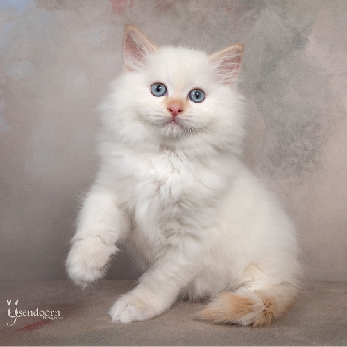 Foto van de poes